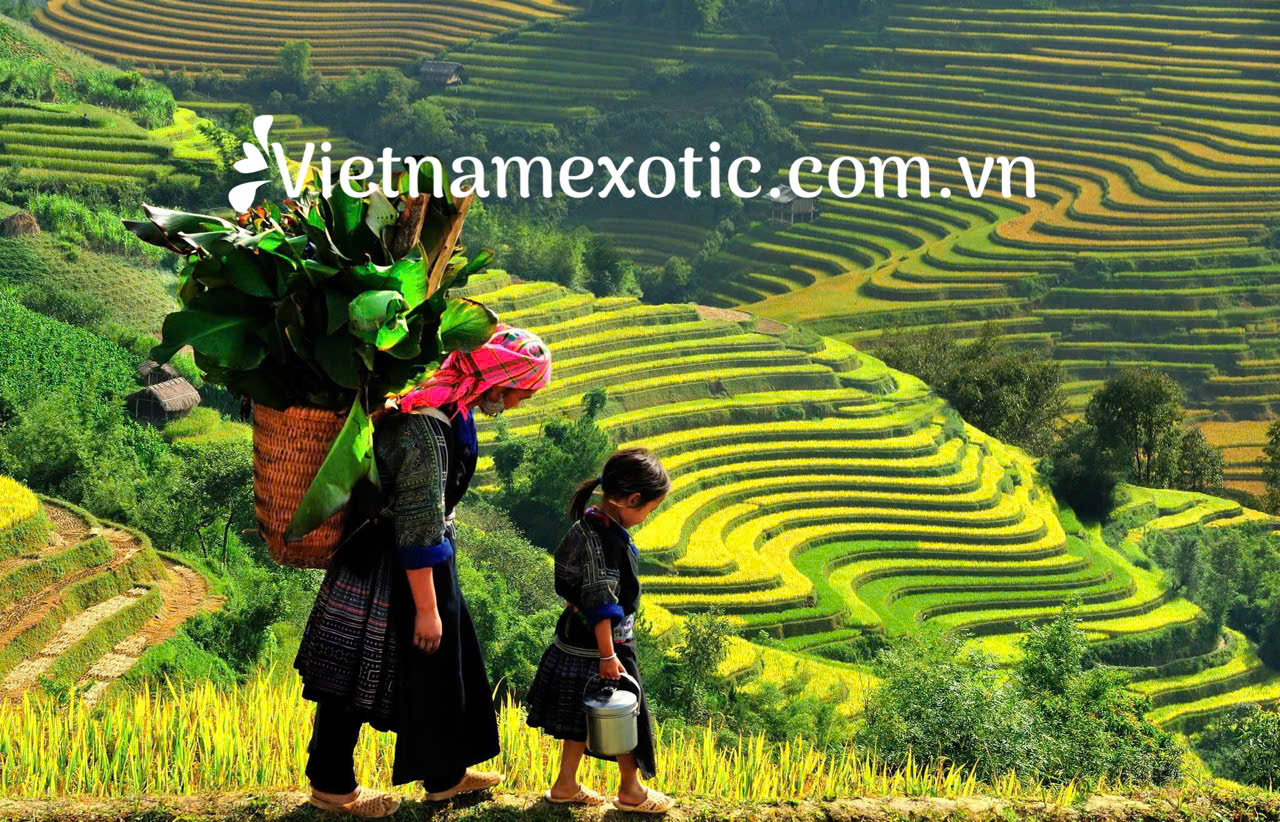 About Vietnamexotic.com.vn - Summit Travel 